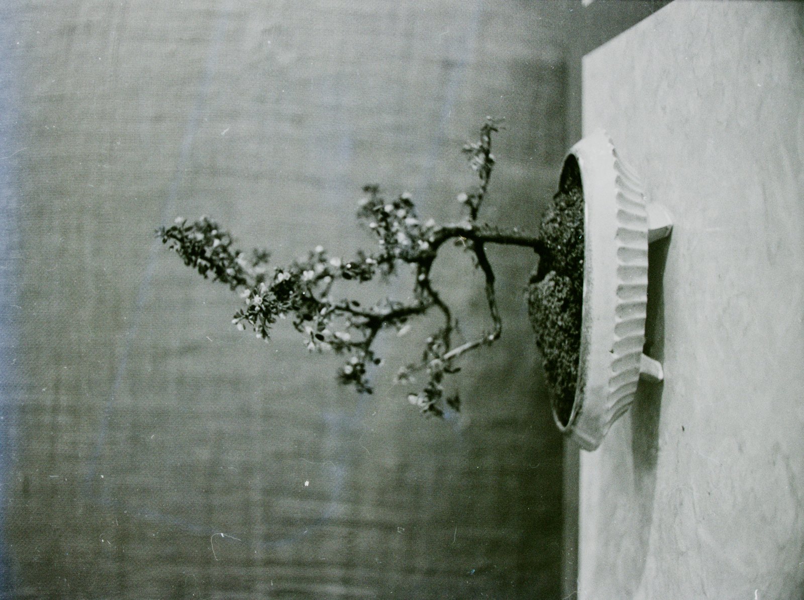 A flowering bonsai branch against a plain wall