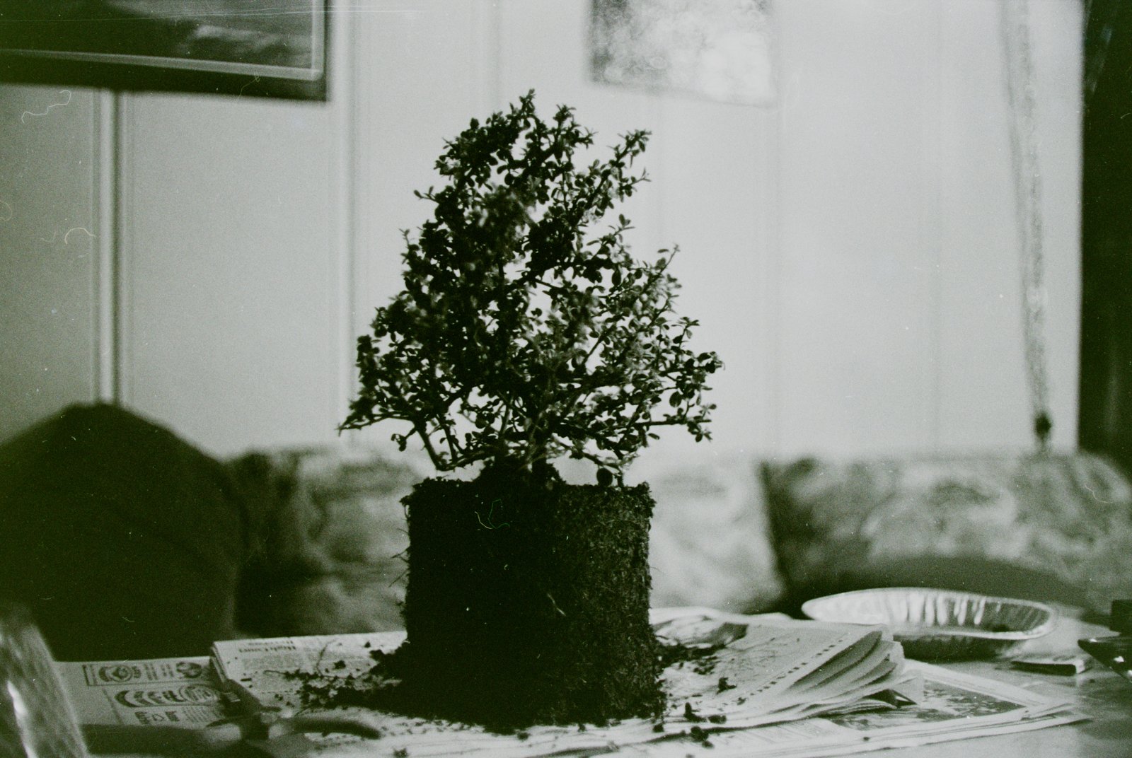 A bonsai tree in a block of soil on a newspaper-covered table